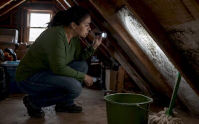 Common Mold Remediation Misconceptions: What Homeowners Must Know