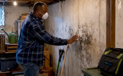 Fungus in Your Basement: How to Identify and Remove It